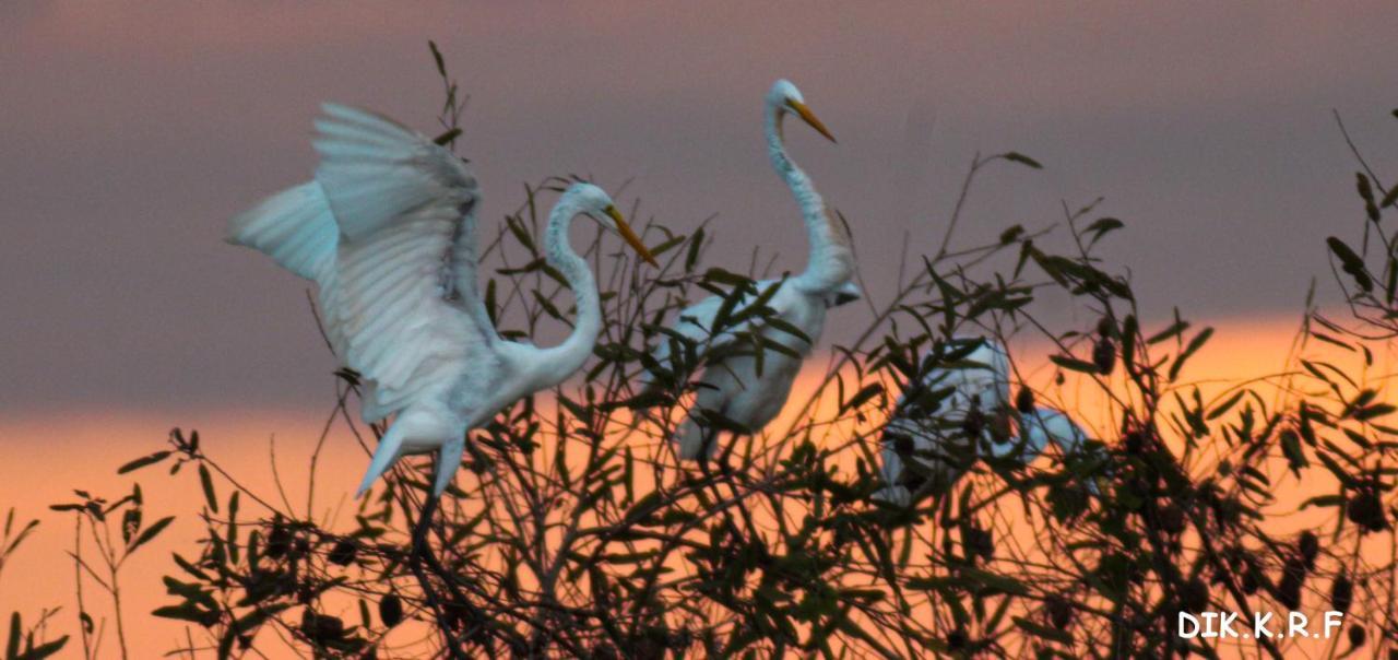 Pacaya Samiria Amazon Lodge Nauta Exteriör bild